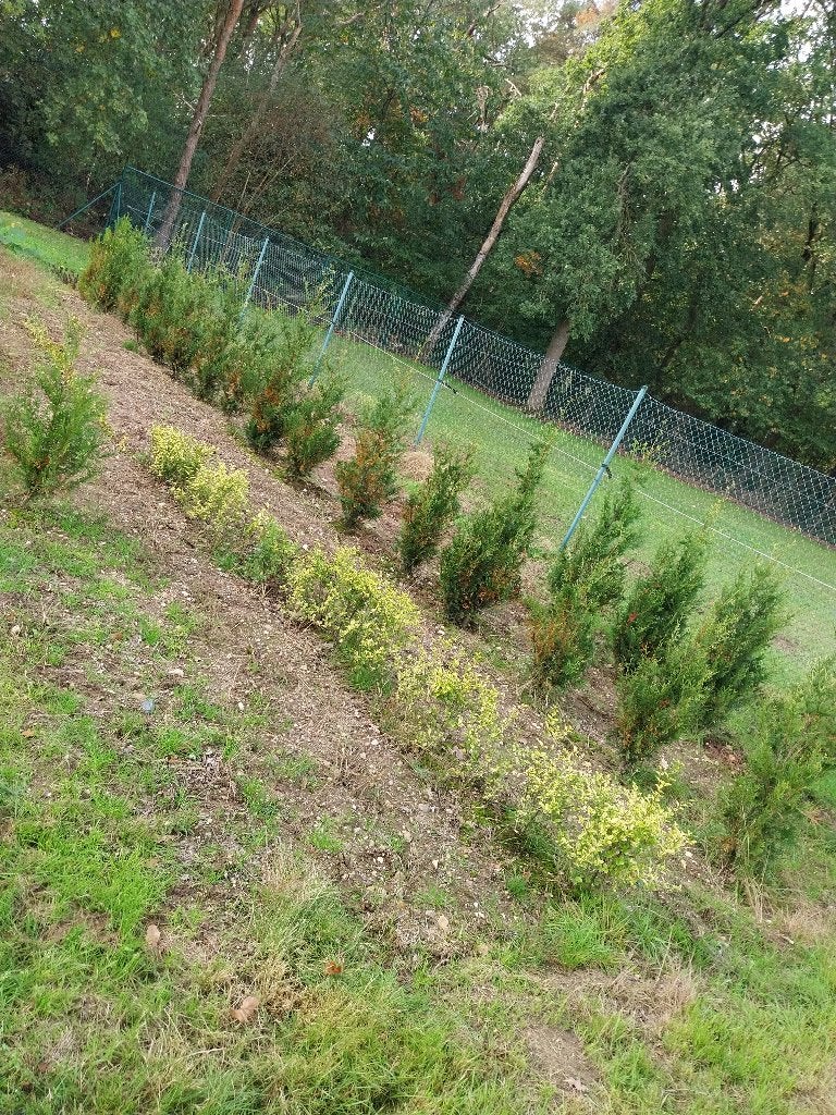 conifeer, Tuin en Terras, Ophalen, Conifeer, Haag, 100 tot 250 cm