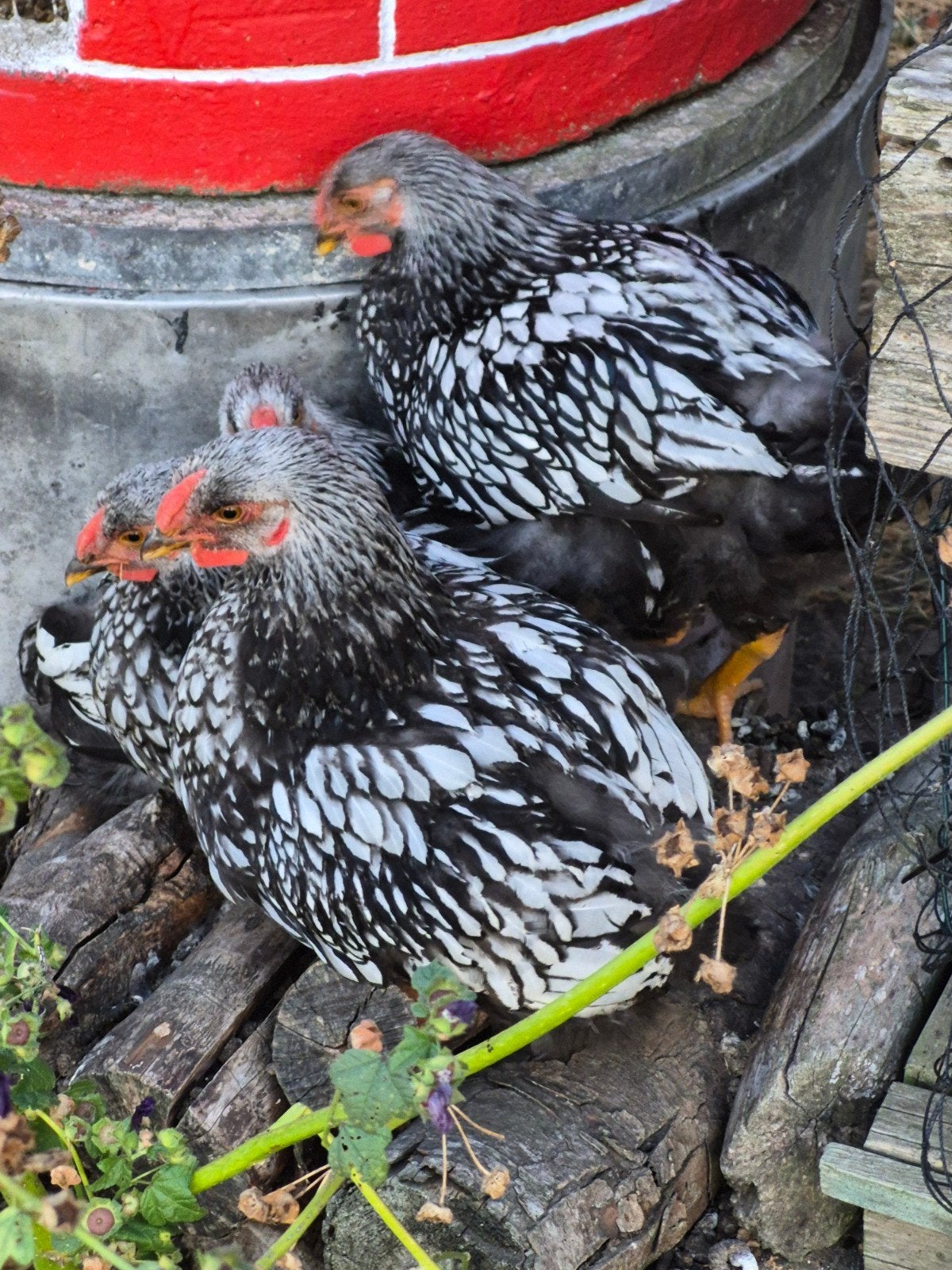 wyandotte groothoender hanen, Dieren en Toebehoren, Pluimvee, Mannelijk, Kip