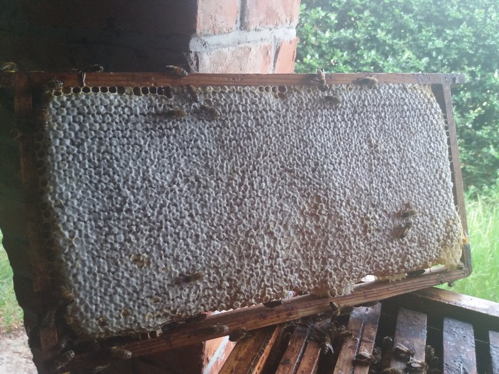 honingraat op raam, bijenraat, rauwe honing, Diversen, Levensmiddelen, Ophalen