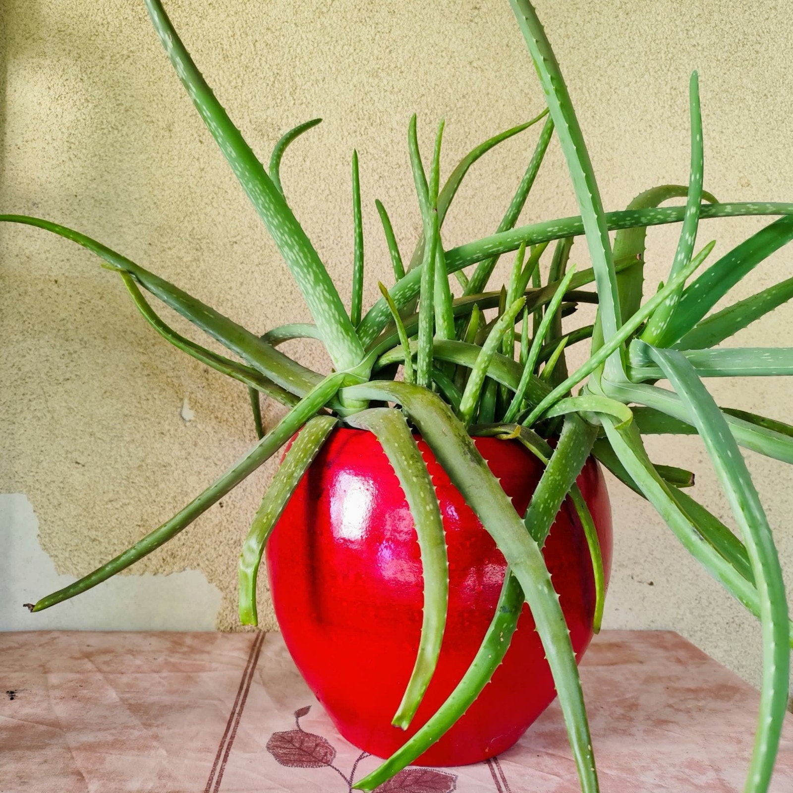 Grote, volle Aloë Vera plant in prachtige glanzend rode pot, Tuin en Terras, Ophalen