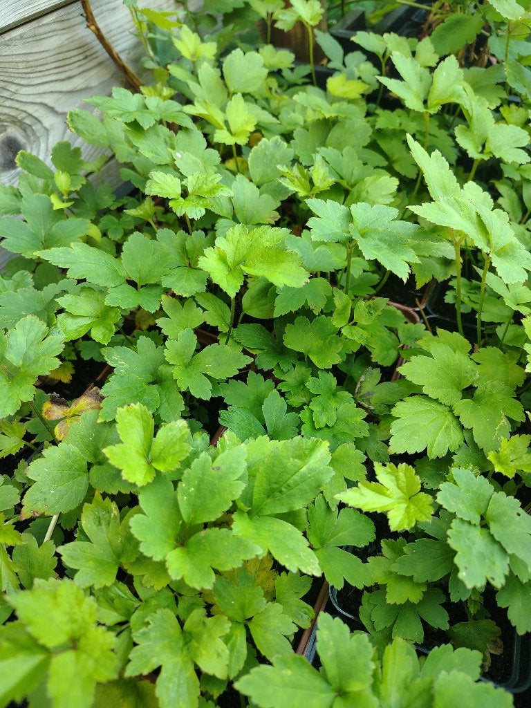 Anemone Robustissima p9, Tuin en Terras, Ophalen, Vaste plant