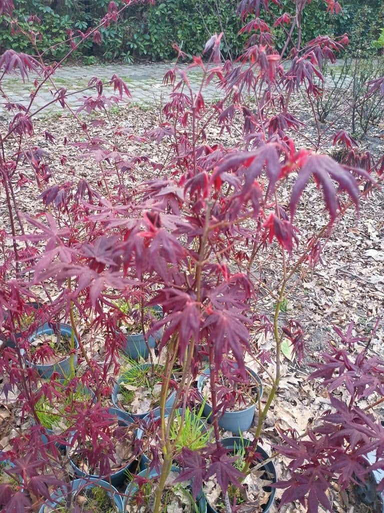 Rode japanse esdoorn in pot, Enlèvement