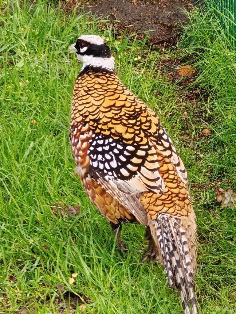 Koningsfazant te koop Zonhoven, Mâle, Oiseau chanteur sauvage, Domestique