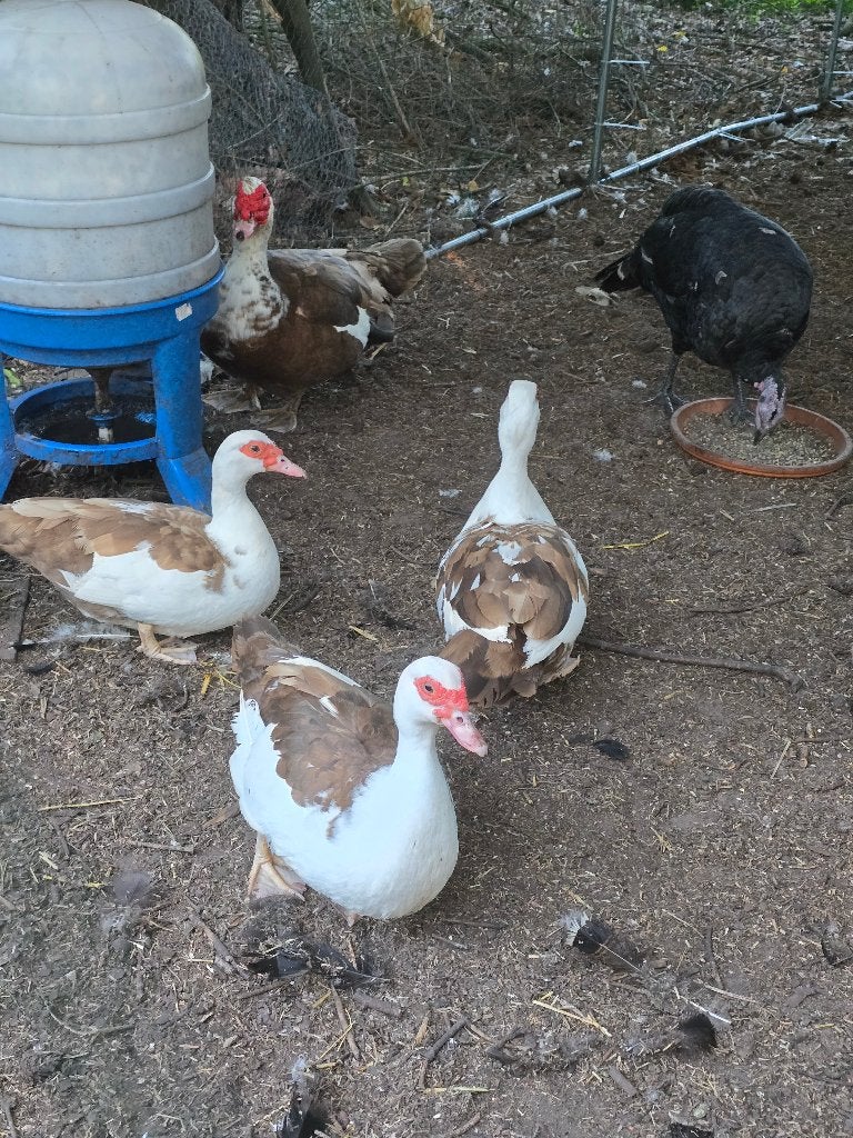 Barberie broedeieren, Dieren en Toebehoren, Pluimvee, Geslacht onbekend, Eend