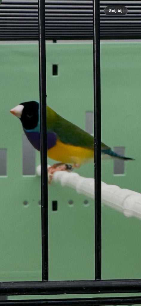 Gouldamadine man 2026, Dieren en Toebehoren, Mannelijk, Tropenvogel, Geringd