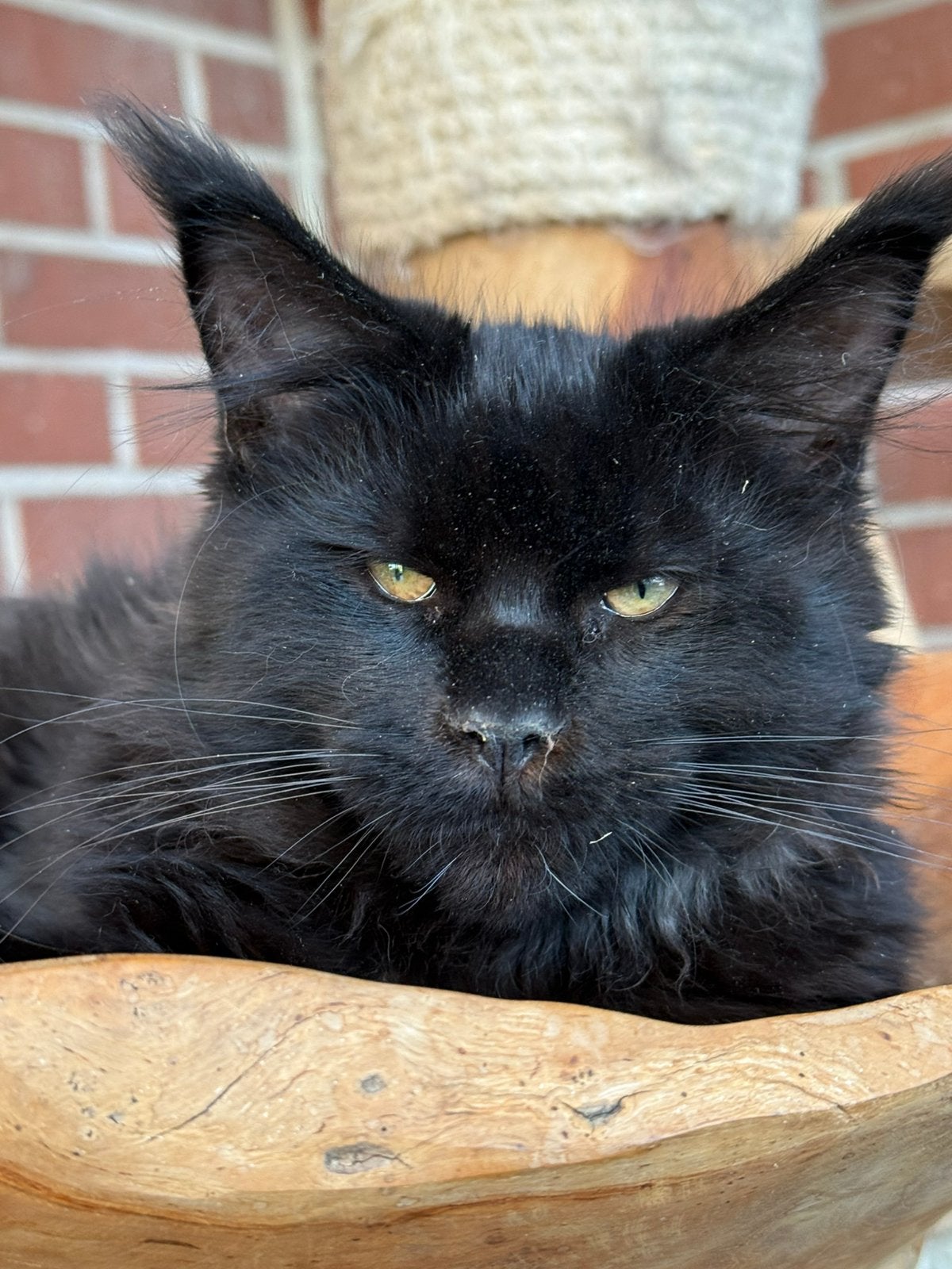 Prachtige Maine Coon kittens met stamboom van geteste ouders, Dieren en Toebehoren, Katten en Kittens | Raskatten | Langhaar, Kater