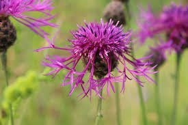 Centaurea Scabiosa aan opruimprijs, Ophalen