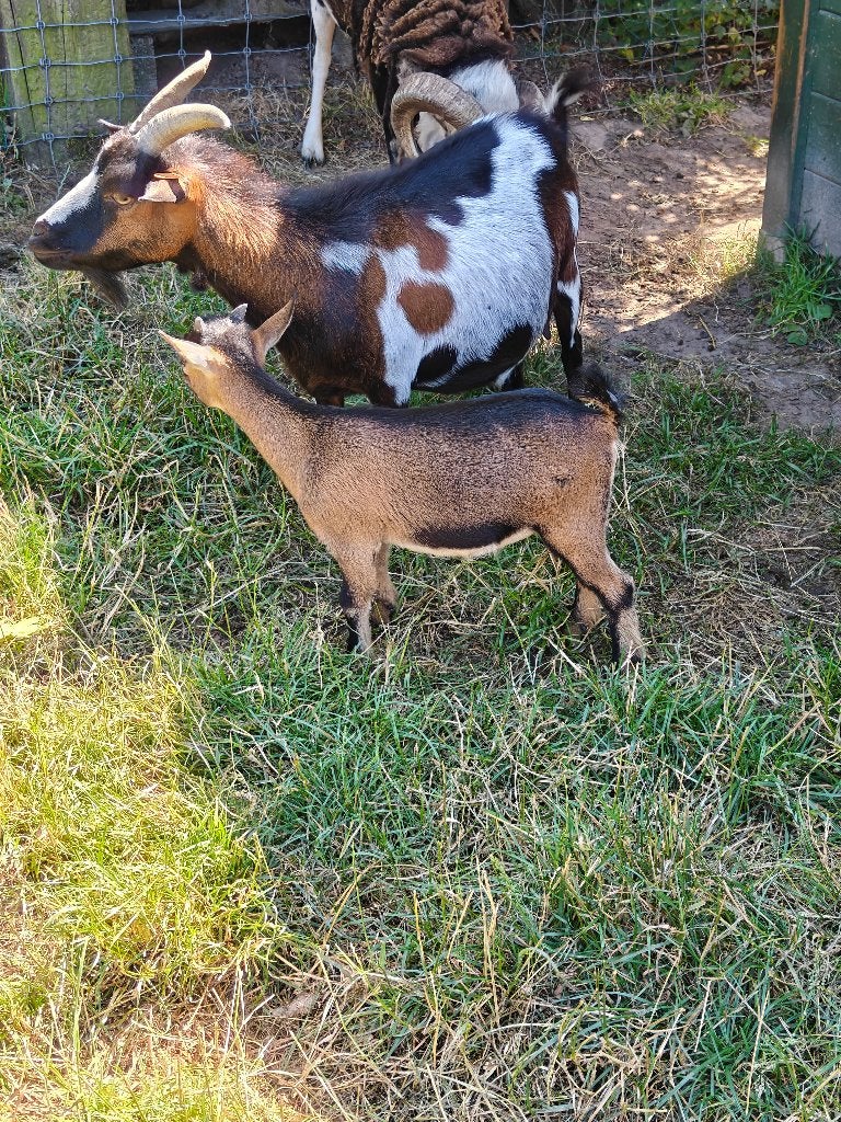 Chèvres naines, Animaux & Accessoires, Mâle, Chèvre, 0 à 2 ans