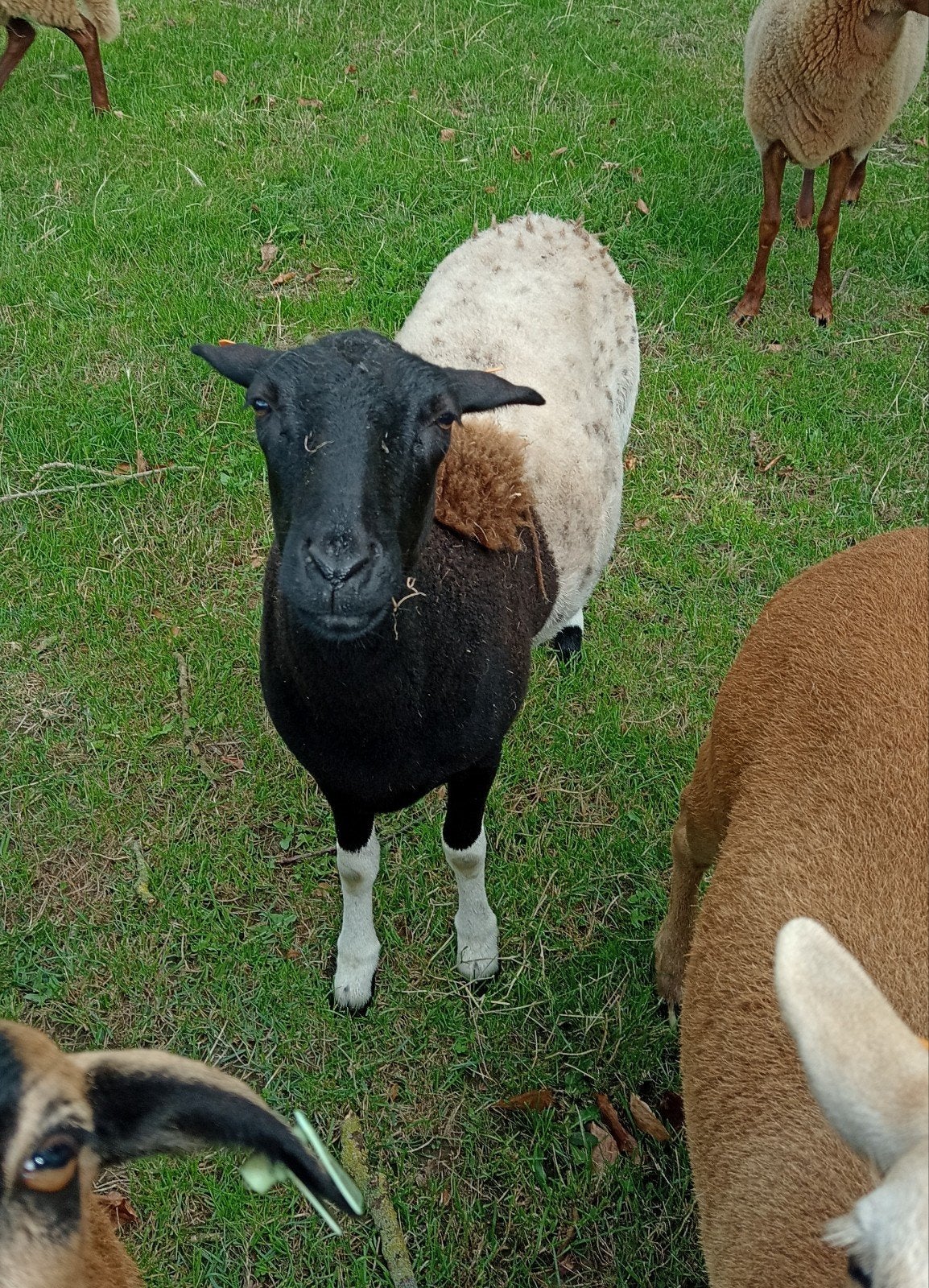 jonge ooi geboren 25 juli 2025, Dieren en Toebehoren, Vrouwelijk, Schaap, 0 tot 2 jaar