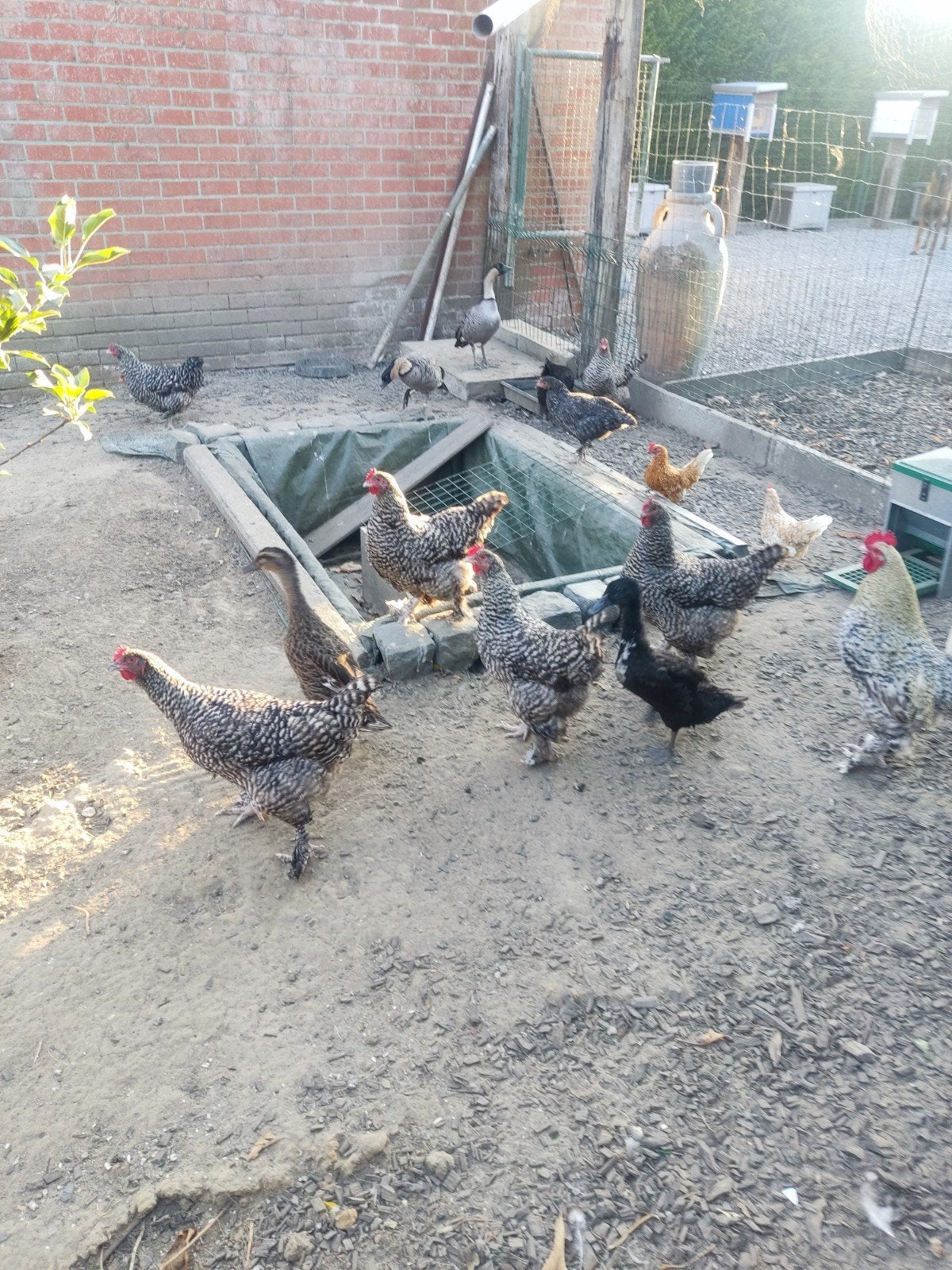 kippen en eenden, Dieren en Toebehoren, Pluimvee