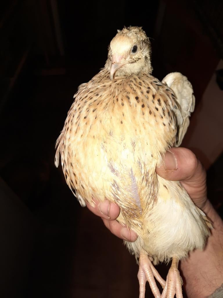 Jonge Japanse 'jumbo' (vlees)kwartels, Dieren en Toebehoren, Ophalen