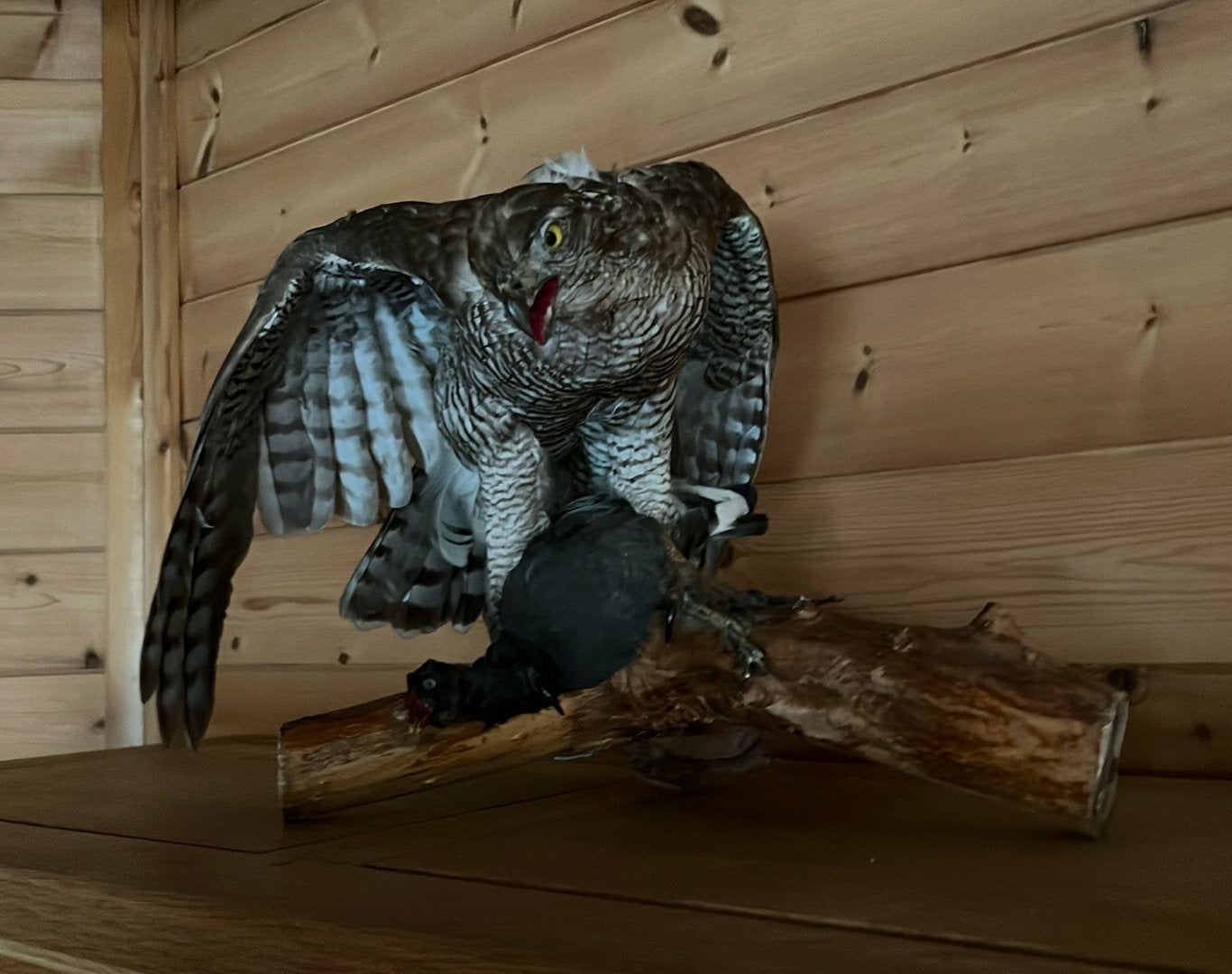 Opgezette roofvogel, Dieren en Toebehoren, Meerdere dieren, Overige soorten