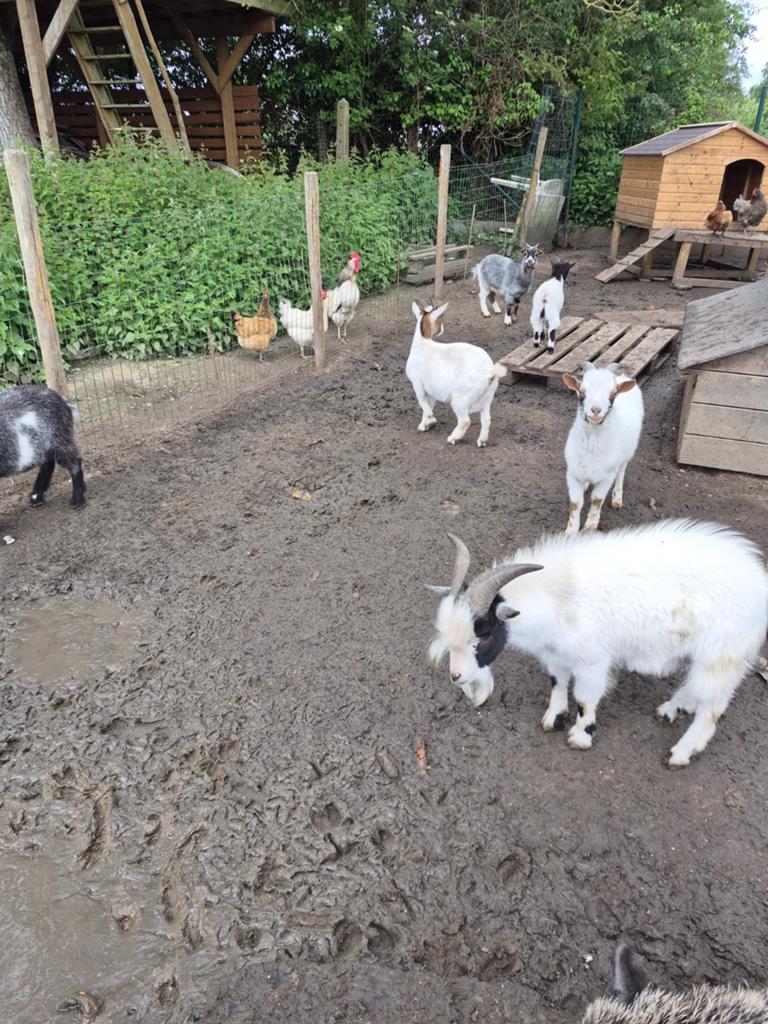 Gezocht goede thuis voor gemengde kudde dwerggeiten, Dieren en Toebehoren, Schapen, Geiten en Varkens