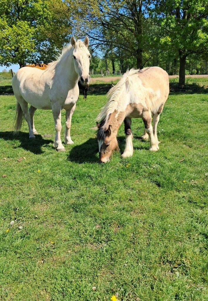 Knappe d pony, Dieren en Toebehoren, Paarden