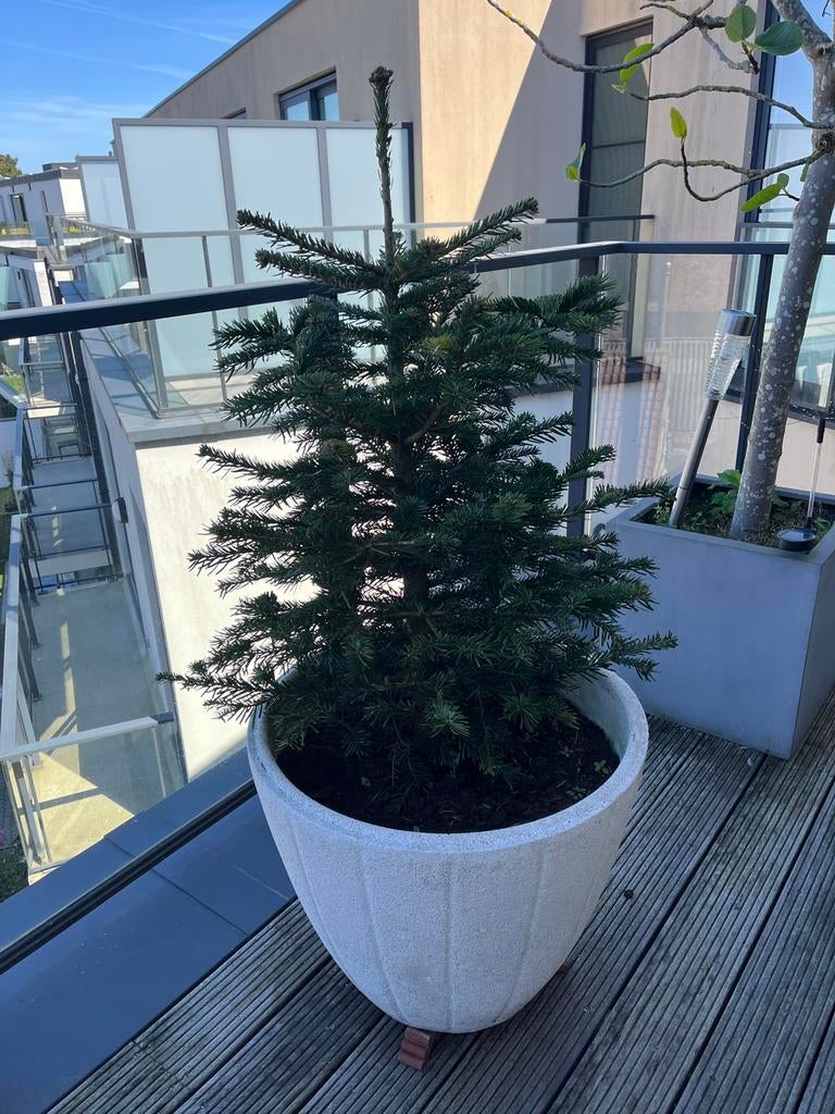 Bloempot met prachtige Kerstboom, Ophalen