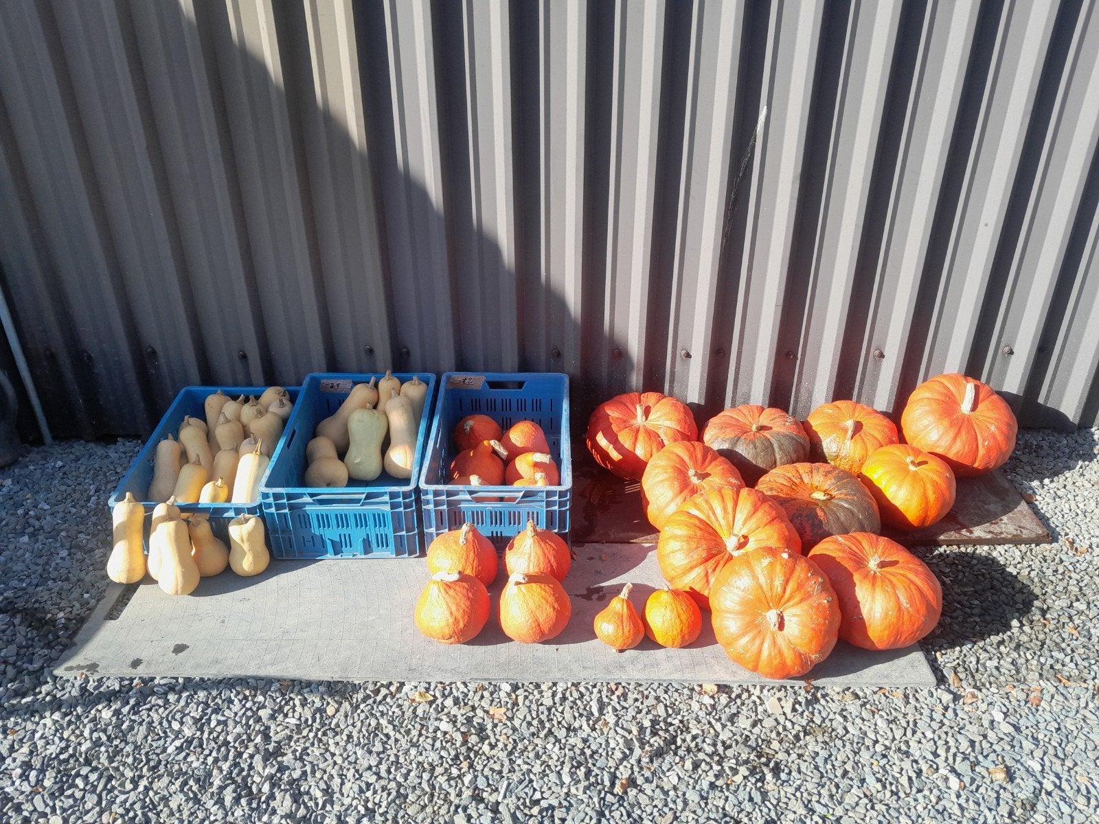 pompoenen en butternut, Diversen, Ophalen
