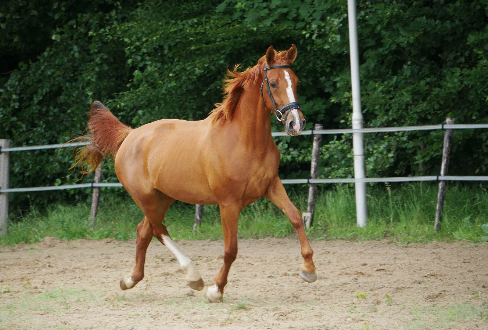 Twee leuke, jonge gelderse KWPN merries!, Animaux & Accessoires, Chevaux, Avec pedigree, 160 à 165 cm, Non dressé, Jument