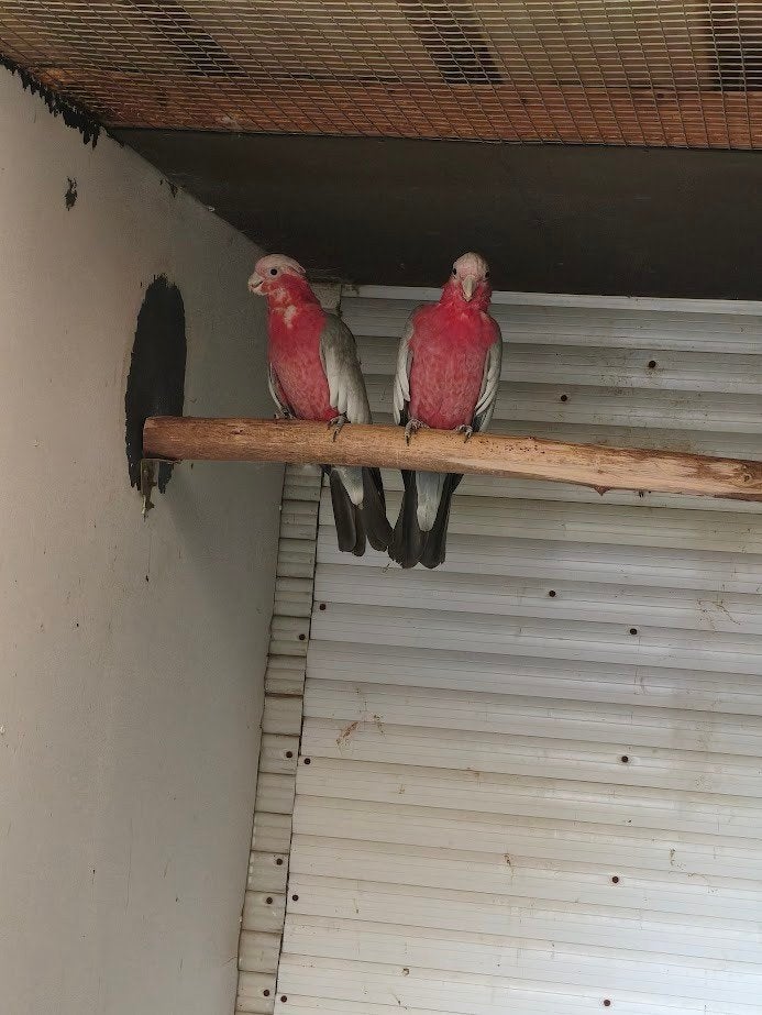 Kaketoes, Dieren en Toebehoren