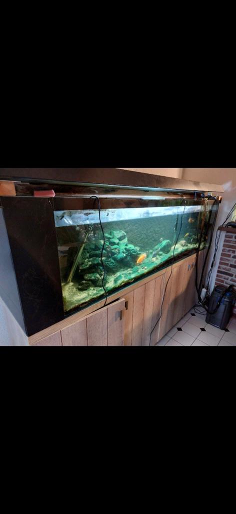 Aquarium, Dieren en Toebehoren, Ophalen