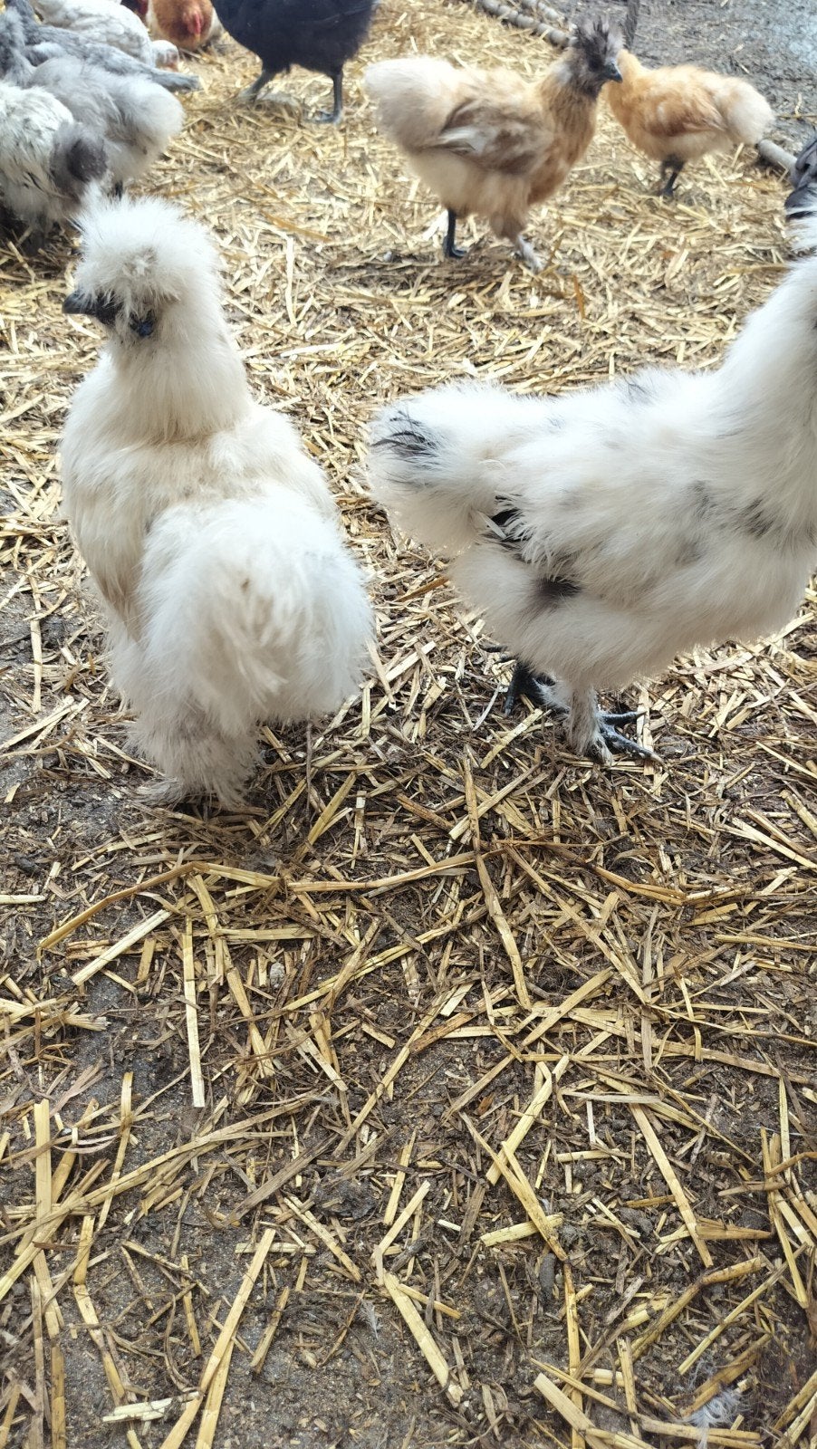 zijdehoen, Animaux & Accessoires, Volatiles