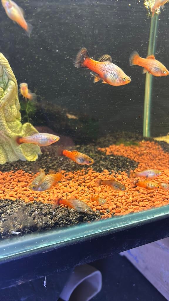 Platy regenboog, Dieren en Toebehoren