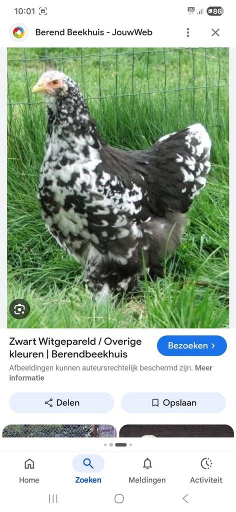 Ik zoek Brahma Zwart wit gepareld