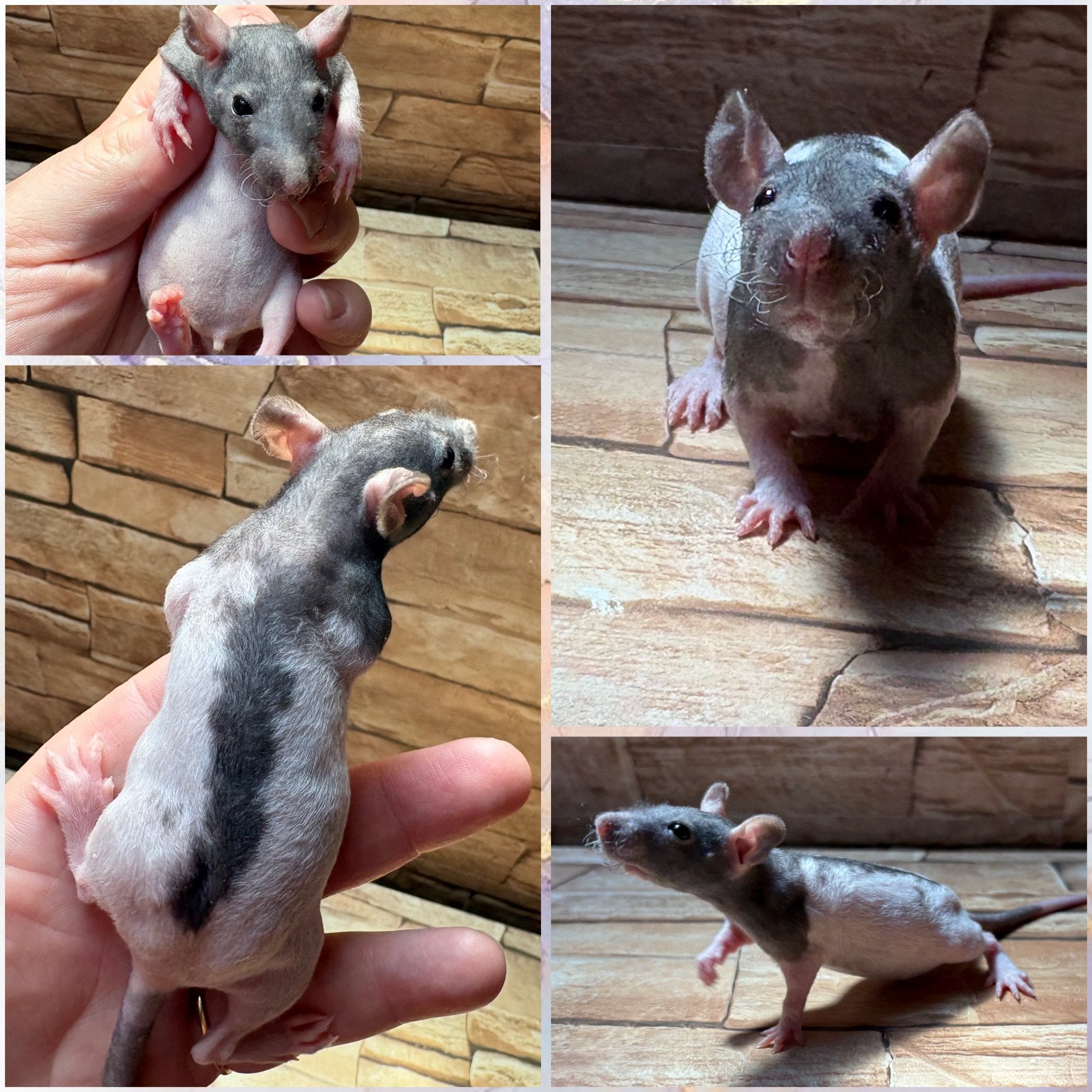 Ratons, rats dumbo et nu, Animaux & Accessoires, Rongeurs & Lapins | Accessoires, Enlèvement
