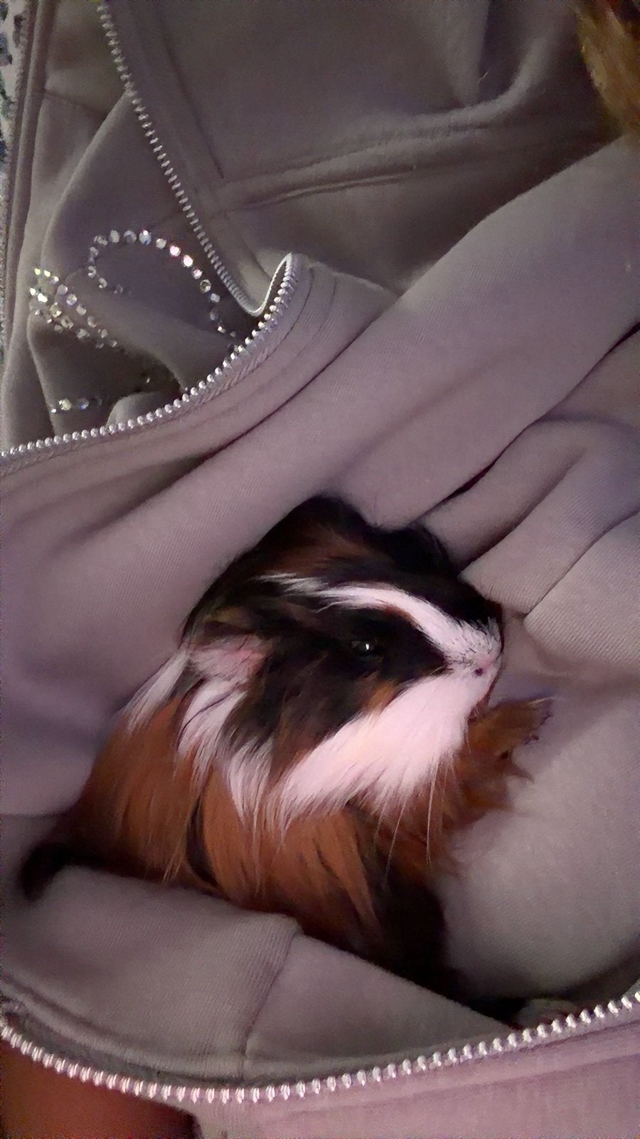 knaagdieren, Dieren en Toebehoren, Ophalen, Zo goed als nieuw, Kooi, Cavia