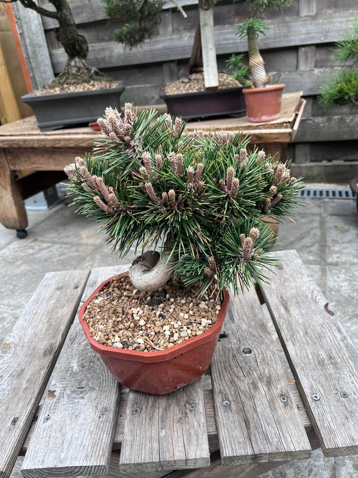 Bonsai pinus thunbergii, Ophalen of Verzenden