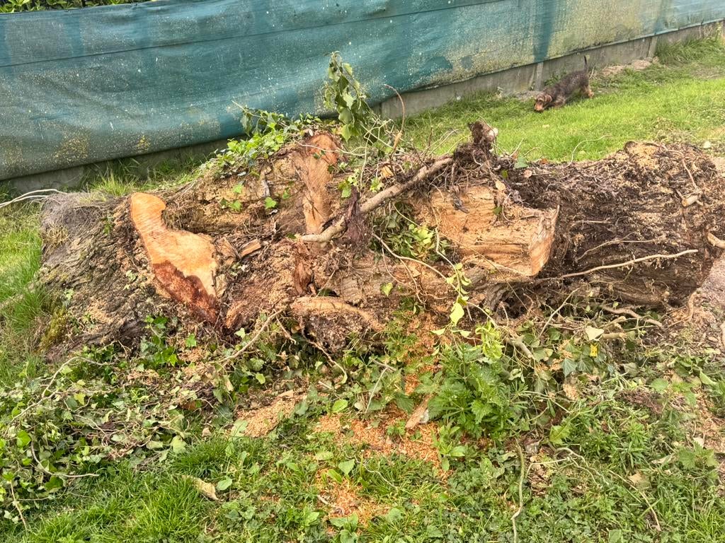 Gratis hout, Enlèvement