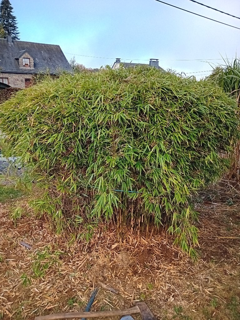 BAMBOUS FERGESIA NON TRACANTS, Tuin en Terras, Ophalen, Bamboe, Haag, 250 cm of meer