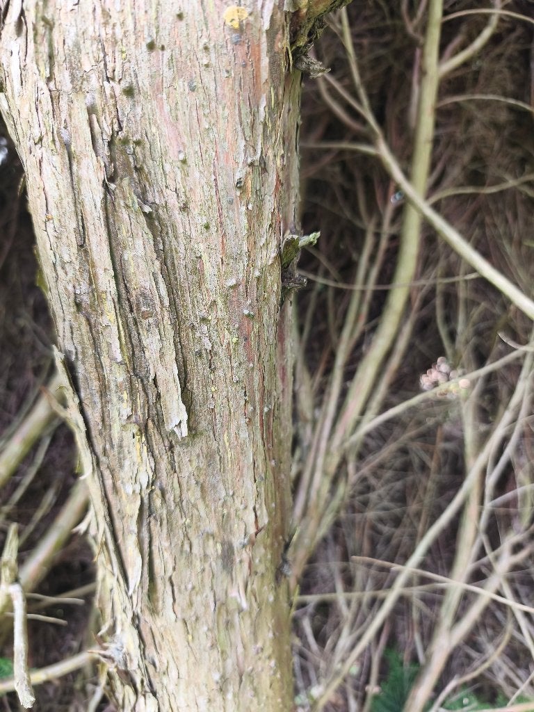 hout van oude sparren, Tuin en Terras, Brandhout, Stammen, Overige houtsoorten, Ophalen