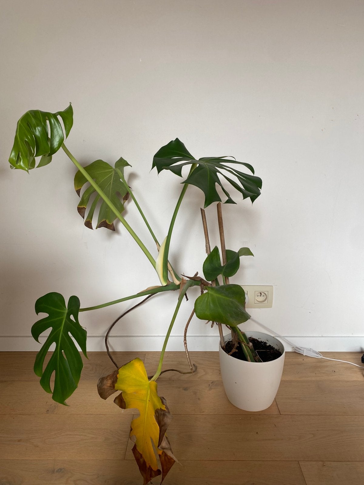 Monstera plant, Ophalen