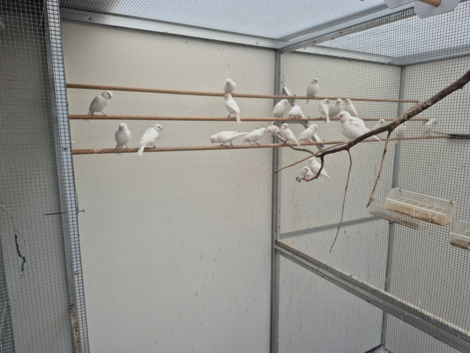 Kanaries witte met jaarring, Dieren en Toebehoren