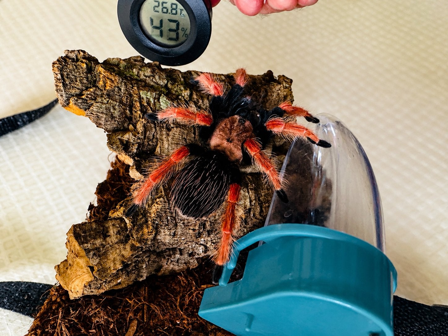Brachypelma boehmei (Fireleg mexicain), Animaux & Accessoires, Araignée ou Scorpion