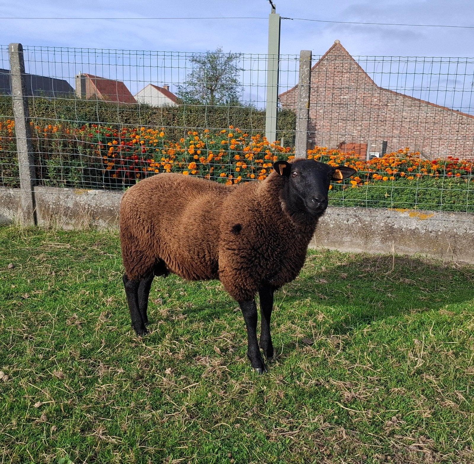 Jonge ram, Dieren en Toebehoren, Mannelijk, Schaap, 0 tot 2 jaar