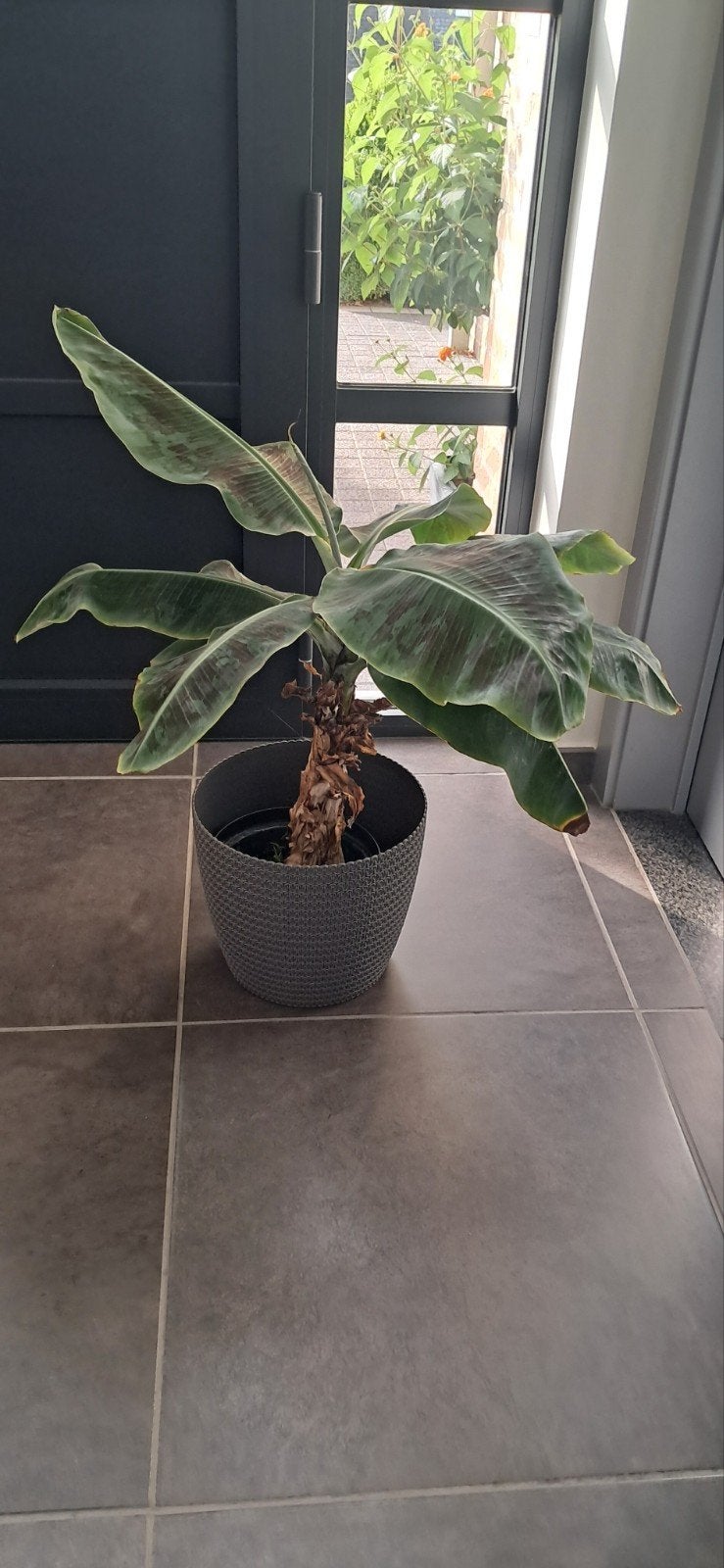 bananenboom bananenplant Musa Cavendish dwergbanaan, Ophalen