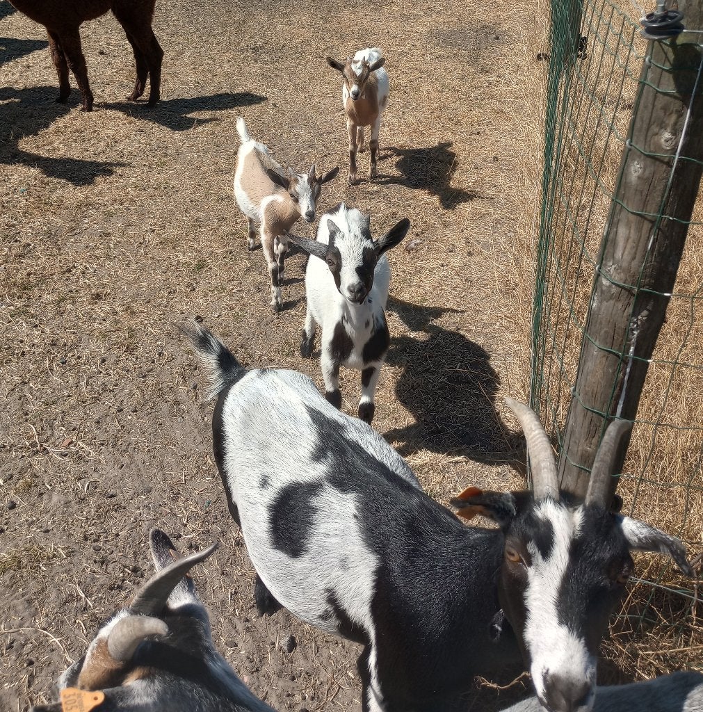 Dwerggeitjes, Animaux & Accessoires, Plusieurs animaux, Chèvre, 0 à 2 ans