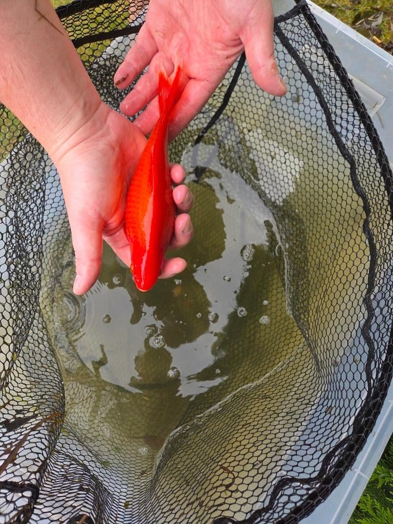 Mooie goudvis 20 cm – eigen kweek, Dieren en Toebehoren