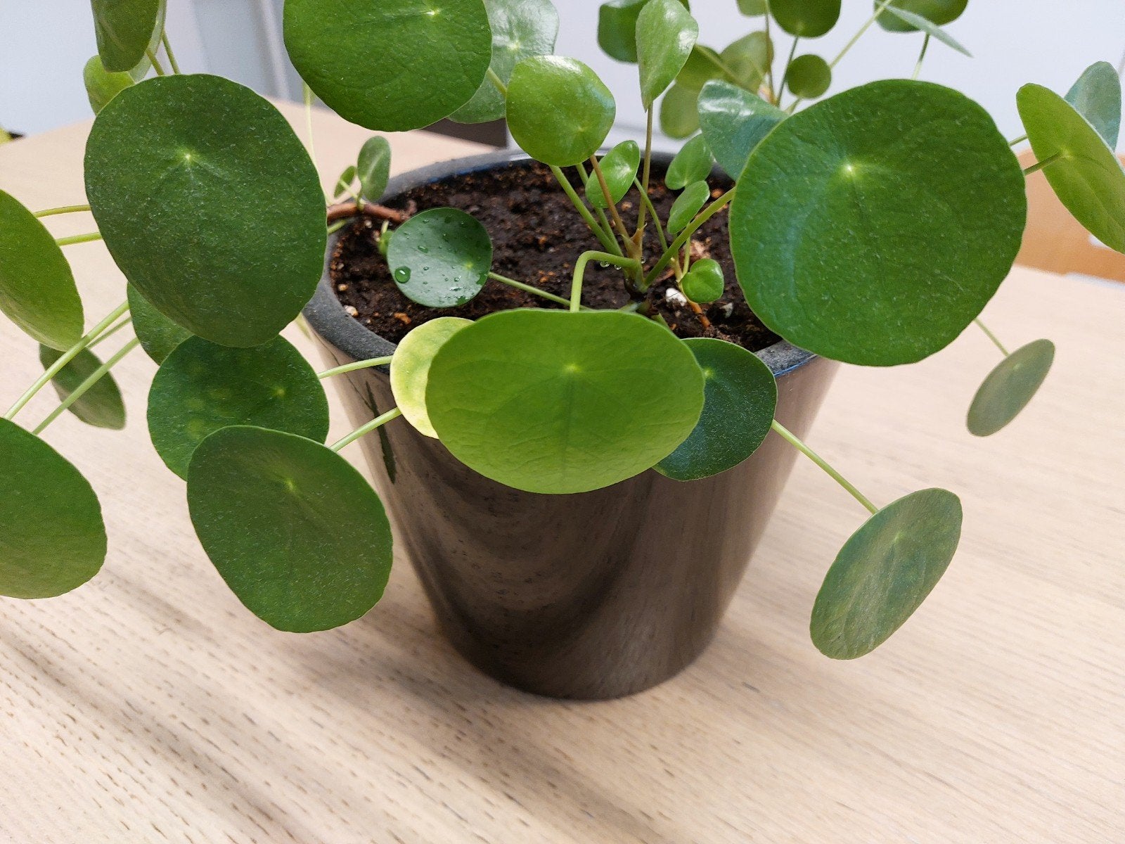 kamerplanten met bloempotje, Ophalen