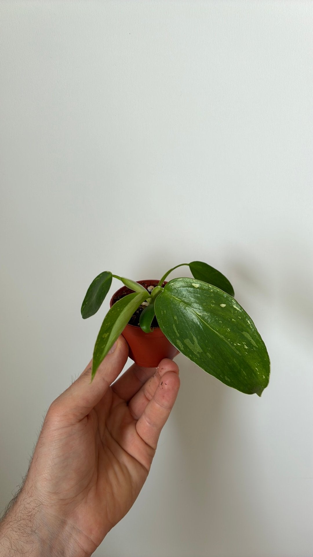 Philodendron jose buono, Ophalen