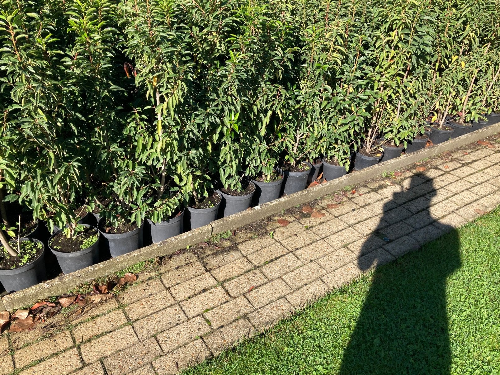 Prunus lusitanica, Tuin en Terras, Ophalen