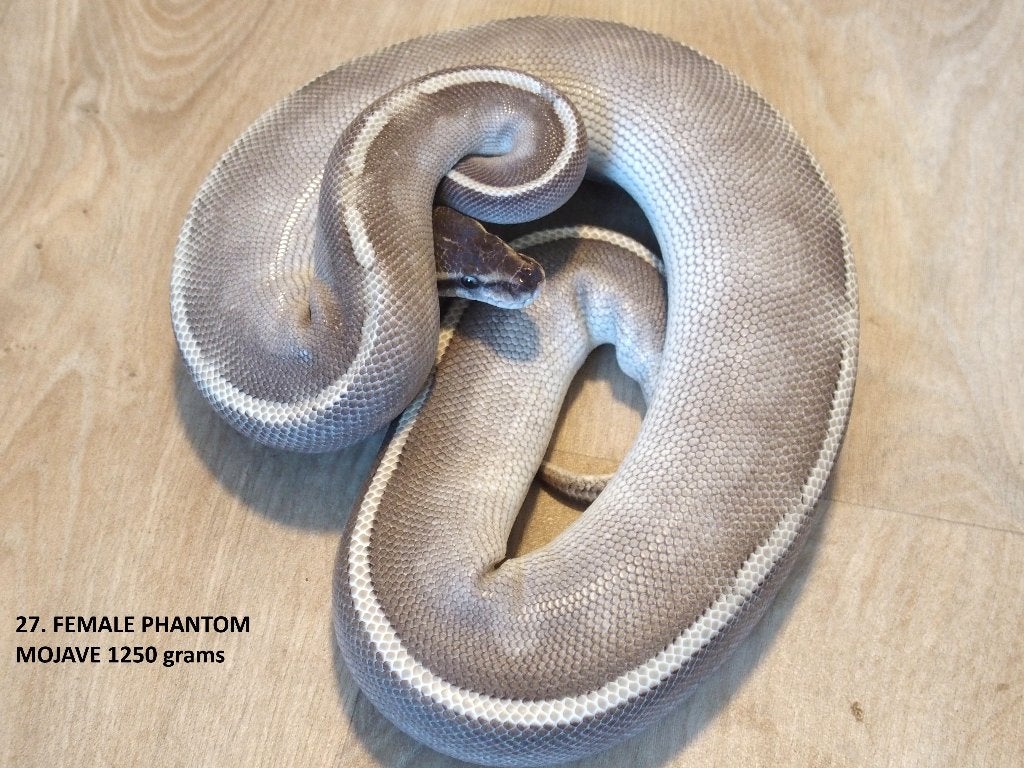 Koningspythons halfwas en volwassen kweekdieren deel 2 Ball Python photo 3