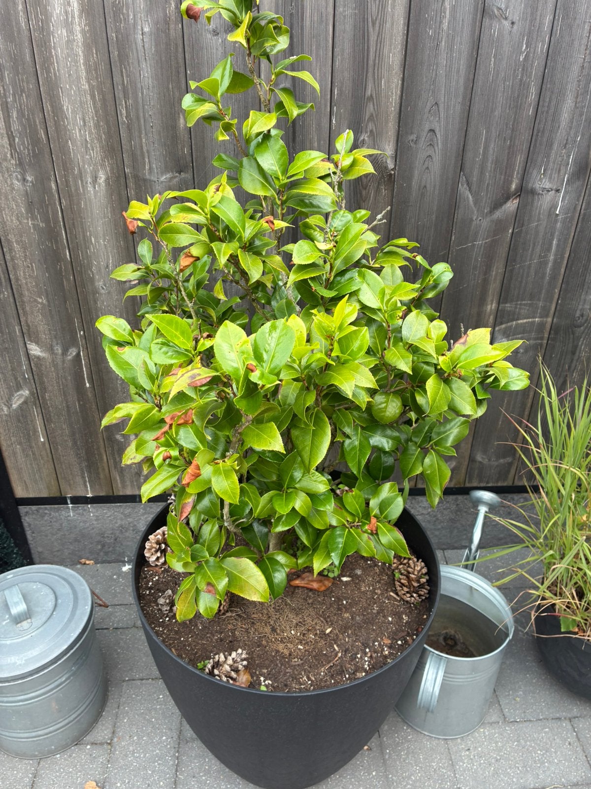 Camélia Japonica Himalaya, Jardin & Terrasse, Plantes | Arbustes & Haies, Enlèvement