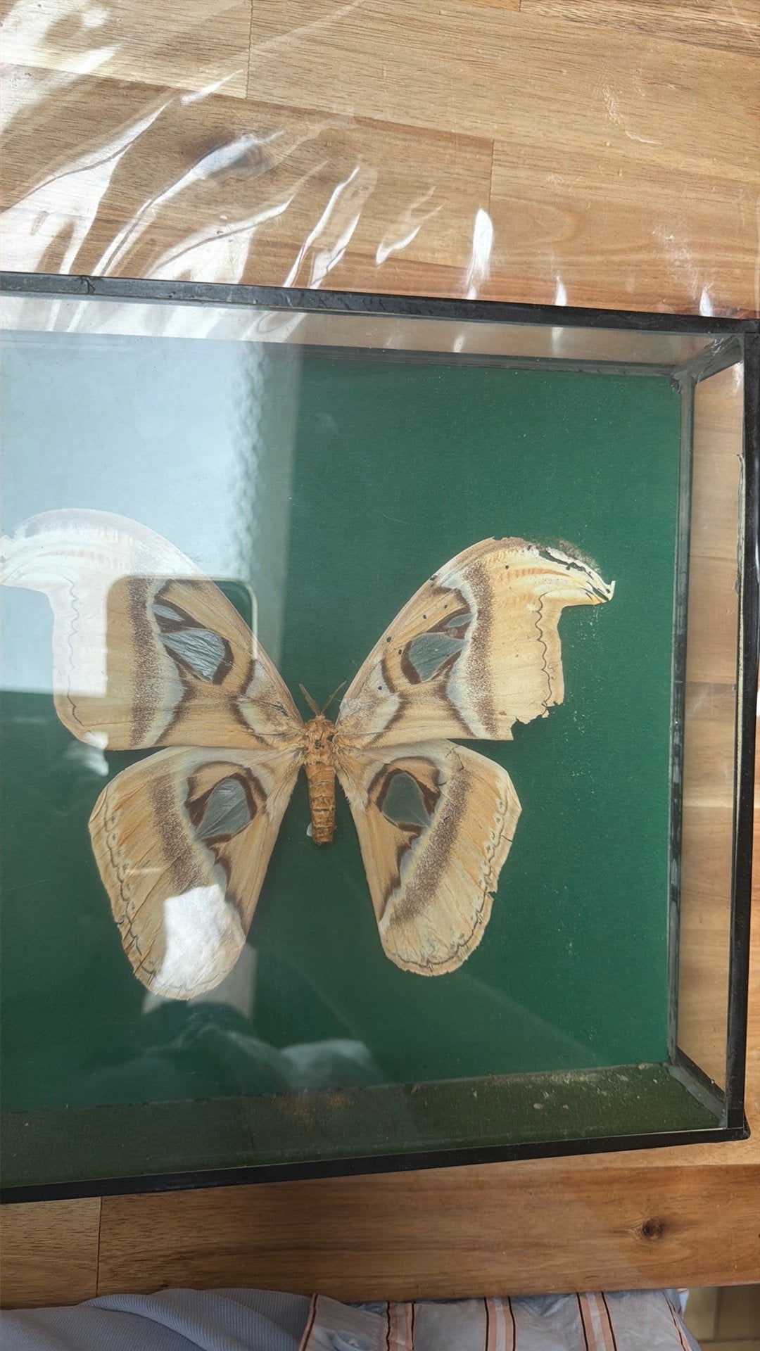 Entomologie papillon attacus atlas formose, Antiquités & Art, Enlèvement ou Envoi