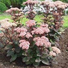 Sedum Matrona, Tuin en Terras, Ophalen, Halfschaduw