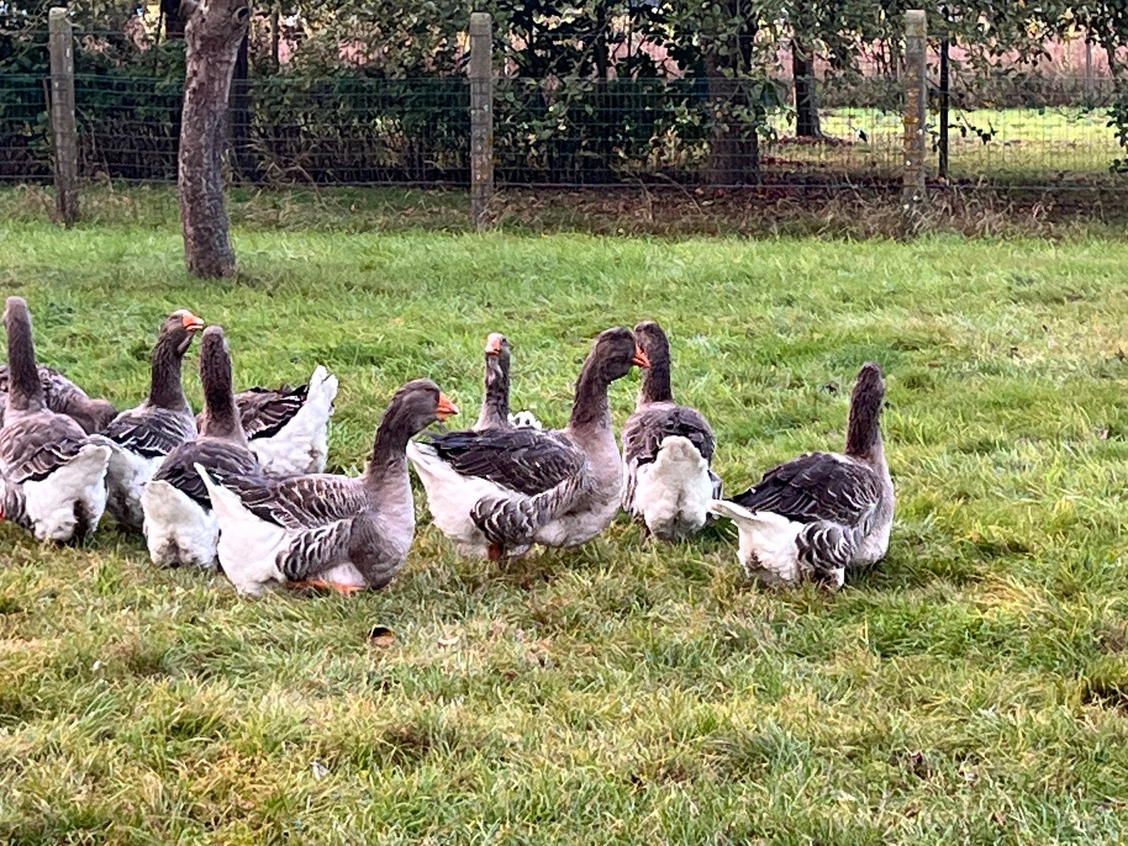 Toulouse ganzen, Dieren en Toebehoren