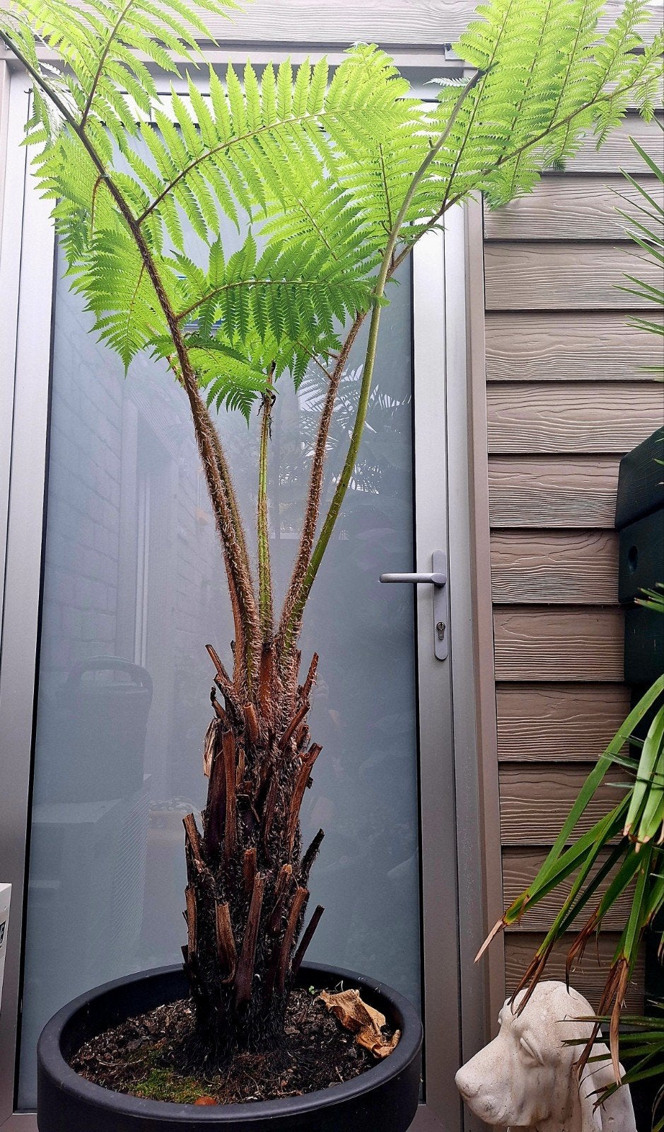 Cyathea cooperi boomvaren in pot, Ophalen