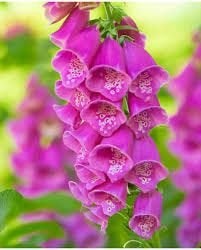 Digitalis Purpurea, Ophalen, Halfschaduw