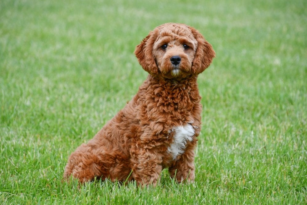 Cavapoo dekreuen, Dieren en Toebehoren, Reu, 1 tot 2 jaar, Buitenland, CDV (hondenziekte)